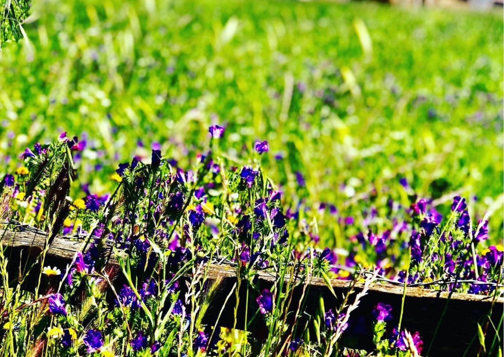 Agriturismo Sa Mandra Casa Minnina ภายนอก รูปภาพ